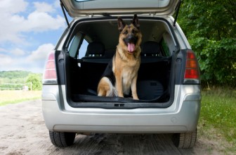 Farmaci da non dimenticare in viaggio con il cane