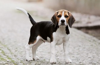 Mi è scappato il Cane: cosa devo fare?