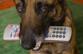 Il cane che rosicchia gli oggetti in casa