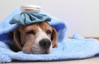La Febbre nel Cane: cosa fare se il cane è caldo