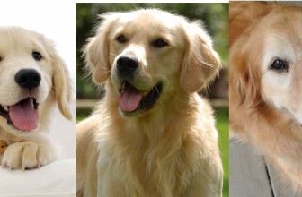 Adottare un cucciolo o un cane adulto? Pro e contro