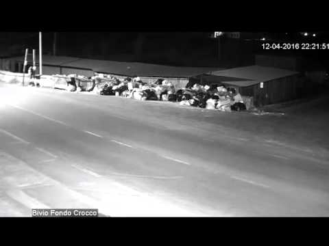 Abbandonano un cane: individuati grazie alla videosorveglianza