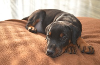 Leptospirosi nel Cane: Prevenzione, Contagio, Sintomi e Cure