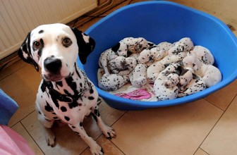Insegnamenti della mamma ai suoi cuccioli