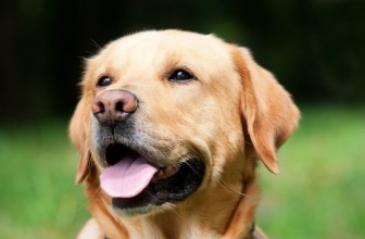 Piometra nel cane: cause, sintomi, terapia