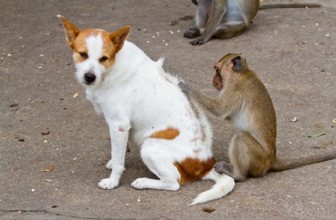 Il Cane ha una Zecca, cosa fare e come toglierla?