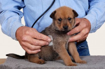 Tracheobronchite infettiva nel cane (o tosse dei canili)