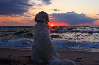 Eutanasia del Cane: Quando non c’è altra Scelta