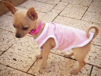 I vestiti per cani sono necessari in alcuni casi?