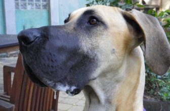 Perchè i Cani Sbavano? 4 motivi frequenti