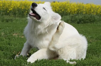 L’Antiparassitario per il Cane: come scegliere e perché è importante