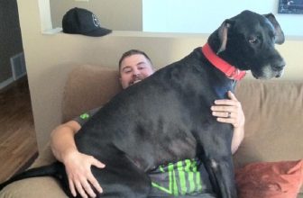 Il mio cane vuole stare sempre in braccio o addosso