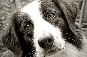 Quanto le nostre emozioni influenzano il cane