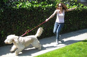5 regole quando si incontrano cane e umano “nervosi”