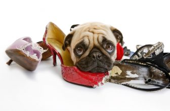 Perché i cani si divertono a masticare le scarpe dei loro umani?