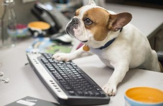 Cerchi lavoro? In queste 4 società puoi portarti il cane in ufficio