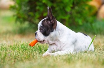 12 Cibi che puoi Condividere con il tuo Cane