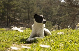 La Filaria (o Filariosi) nel cane