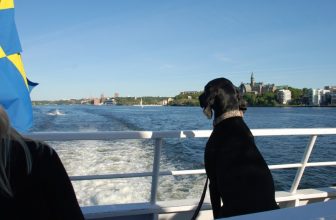 Viaggiare con il cane in nave