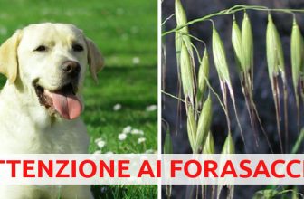 Forasacchi, pericolosissimi per il cane: massima attenzione!