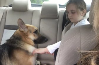 Haus: il Cane morso dal Serpente per proteggere una Bambina