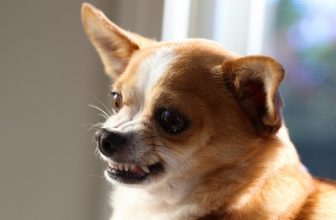 Il cane ringhia se qualcuno si avvicina a me