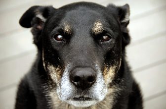 Quando il cane diventa anziano
