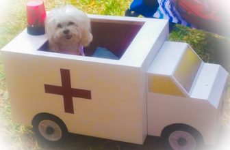 Anziana ha un malore: il Cane abbaia fino all’arrivo dei soccorsi
