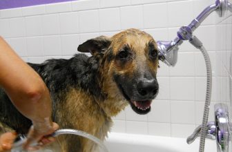 Ogni quanto tempo è possibile lavare il cane?