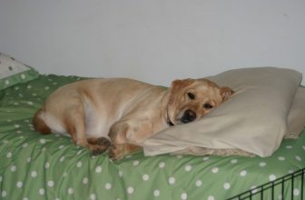 Far salire il cane sul letto: è sbagliato?
