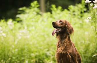 Avvelenamento da morso di serpente nel cane