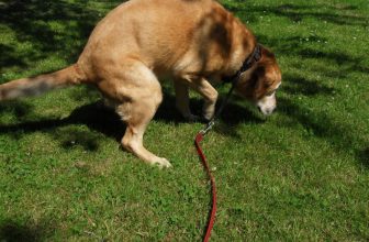 Giardia nel cane: cause, sintomi e terapia
