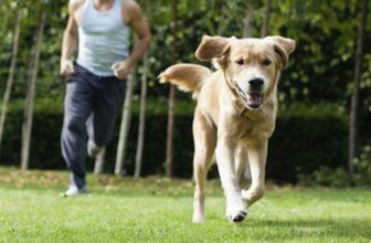 Per far tornare un cane non bisogna corrergli dietro