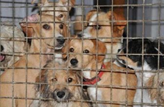 Fateveli due conti quando abbandonate un cane