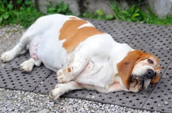 In Italia il 50% dei cani è in sovrappeso