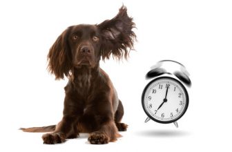 Il senso del tempo per il cane