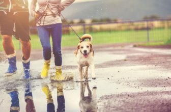 Quante volte deve uscire il cane per la passeggiata?