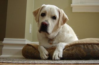 Cane che abbaia insistentemente: disturbo alla quiete?