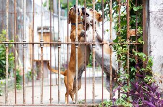 L’aggressività rediretta del cane