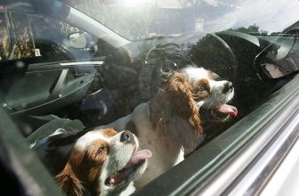 Cane in macchina sotto il sole: ecco cosa fare