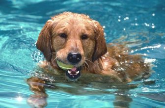 Ultimi consigli per le vacanze con il cane – Buon relax a tutti!
