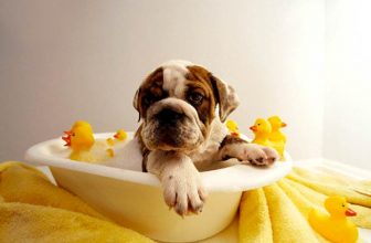 Lavare il cane: consigli utili