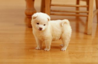 I periodi sensibili nel cane: da feto ad animale adulto