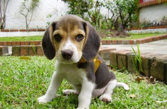 4 cose da non fare con i cani (MAI)