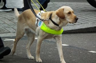 Cane guida rifiutato in albergo: ecco perchè