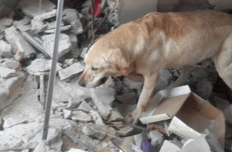 Raccolta della Lndc per gli animali colpiti dal terremoto