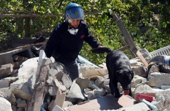 Post-Terremoto: il grande lavoro dei Cani che salvano 60 vite Umane
