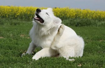 Dermatite nel cane (allergica, atopica, da stress): Cause, Sintomi e Cure