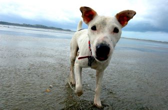 7 Cose sui Cani che Probabilmente non Sai