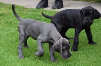 Cani di taglia grande e cani di taglia piccola: pro e contro